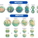 perbedaan mitosis dan meiosis