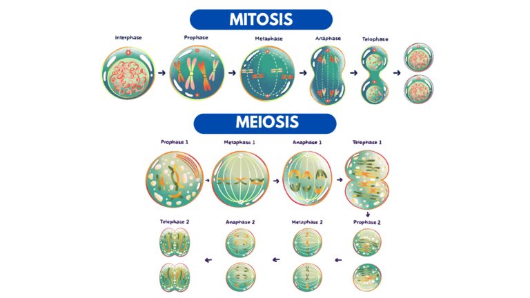 perbedaan mitosis dan meiosis