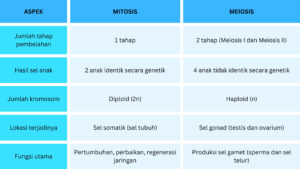 tabel perbedaan mitosis dan meiosis