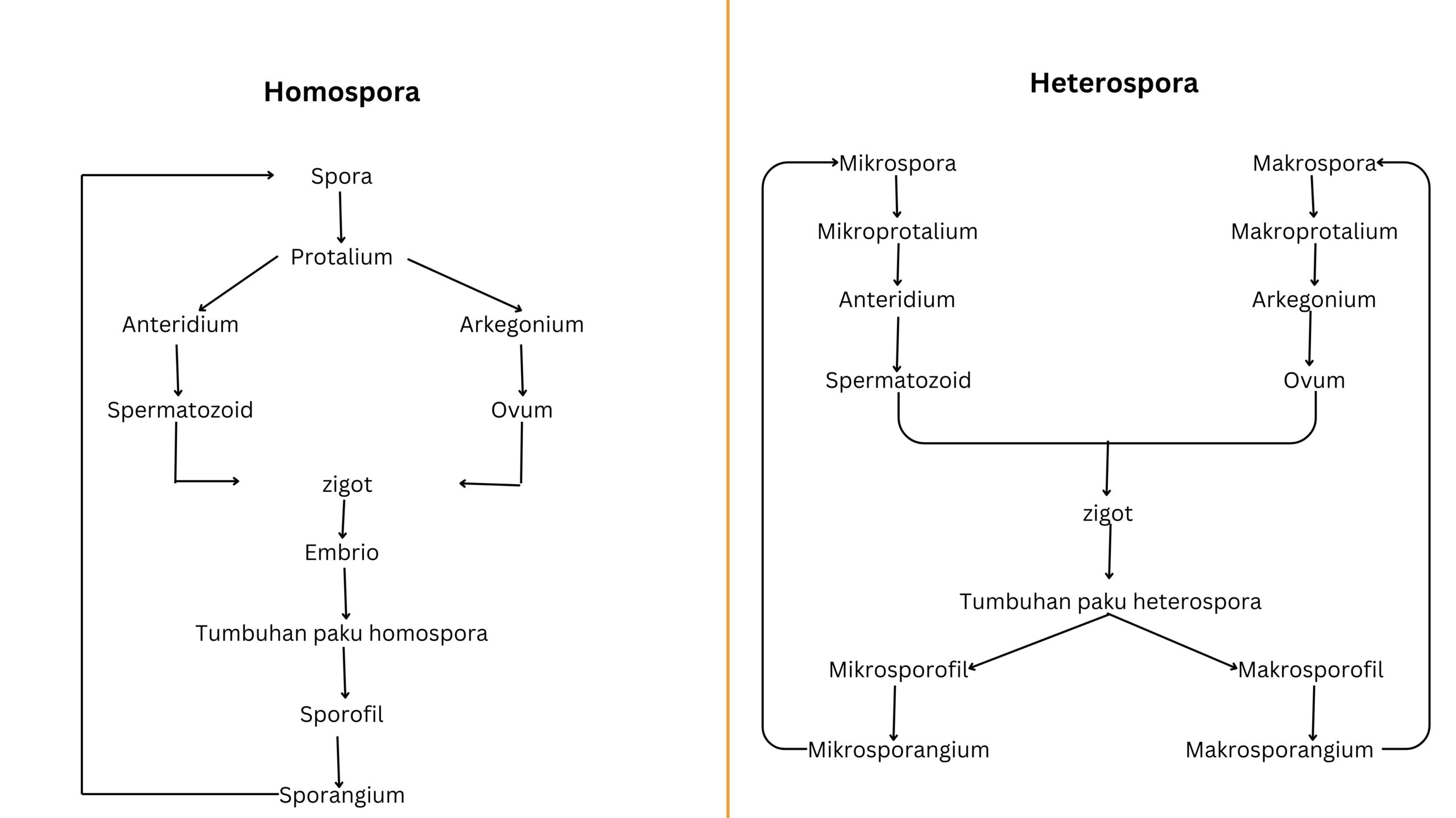 metagenesis tumbuhan paku