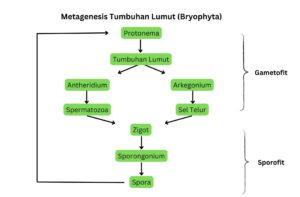 bagan metagenesis tumbuhan lumut bryophyta